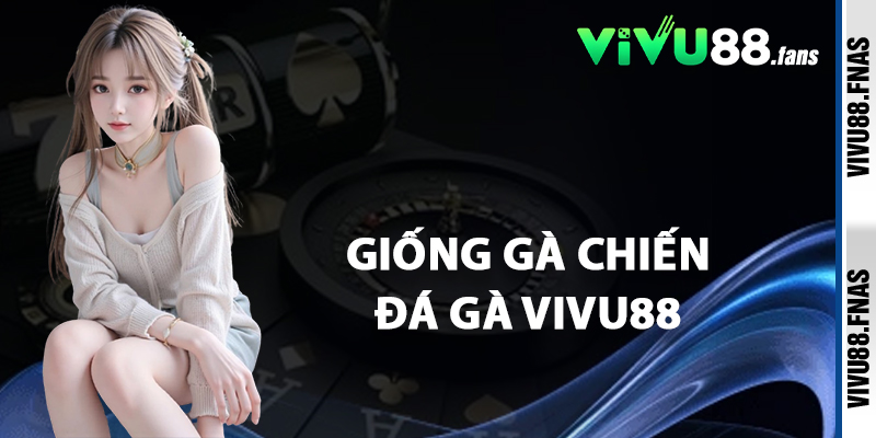 Giống Gà Chiến Đá Gà Vivu88